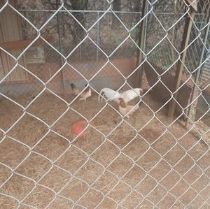 Meet your Posher, Bo